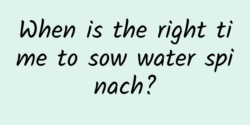 When is the right time to sow water spinach?
