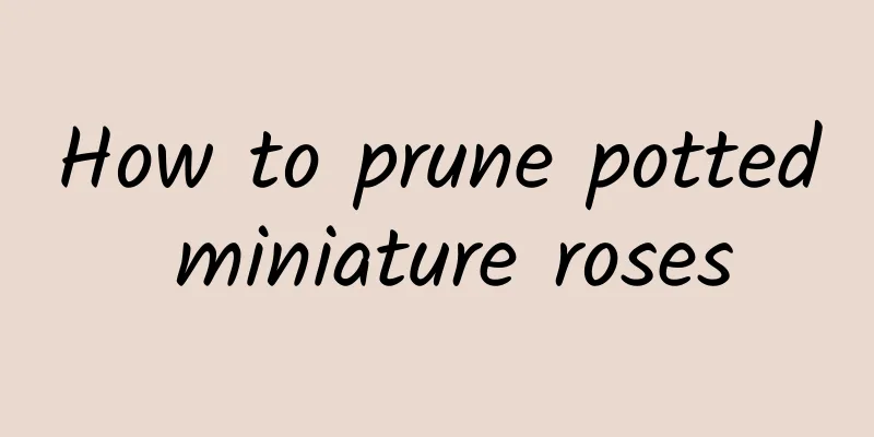 How to prune potted miniature roses