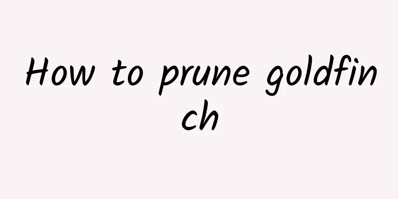 How to prune goldfinch