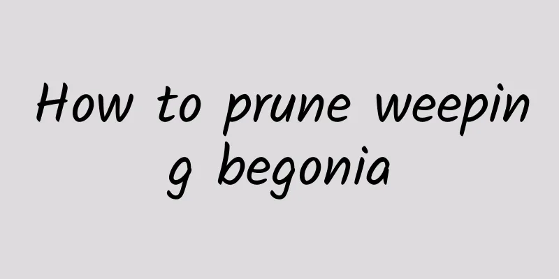 How to prune weeping begonia
