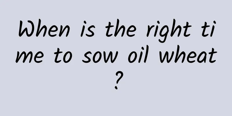 When is the right time to sow oil wheat?
