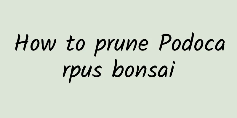 How to prune Podocarpus bonsai