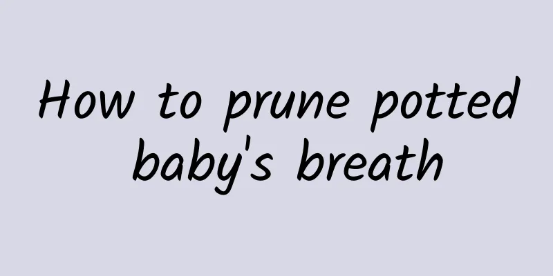 How to prune potted baby's breath