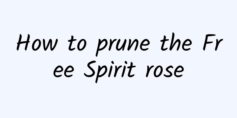 How to prune the Free Spirit rose