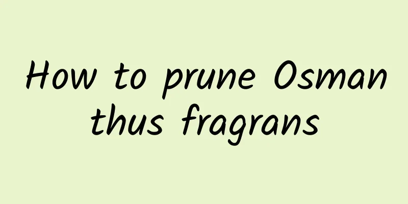 How to prune Osmanthus fragrans