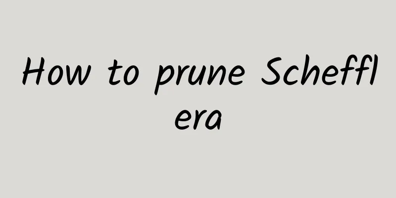 How to prune Schefflera