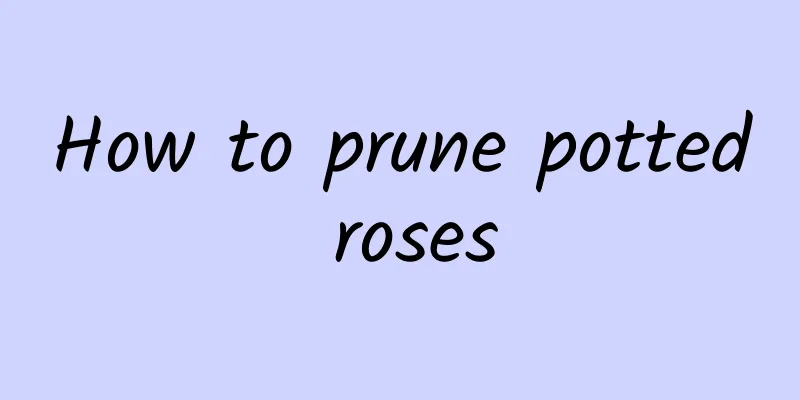 How to prune potted roses