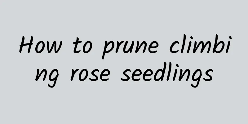 How to prune climbing rose seedlings