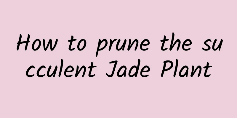 How to prune the succulent Jade Plant
