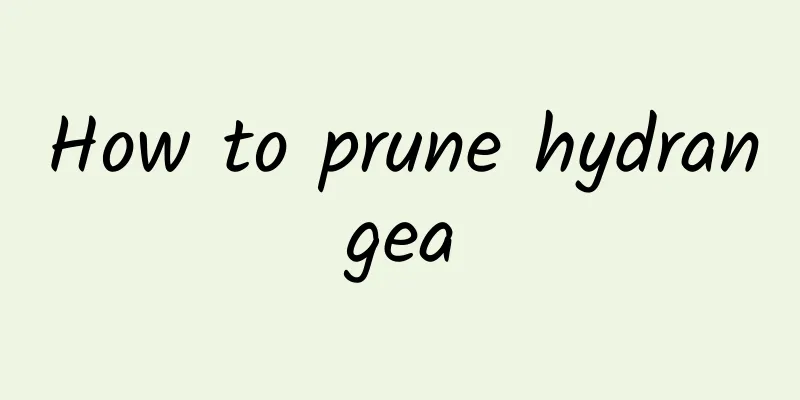 How to prune hydrangea