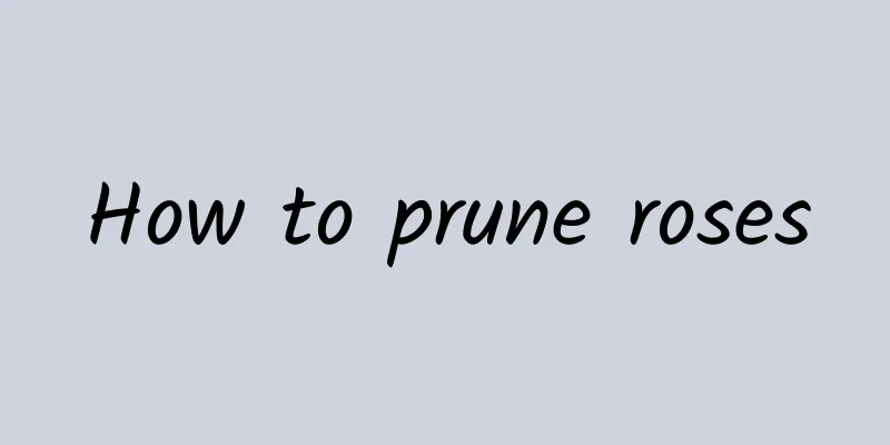 How to prune roses