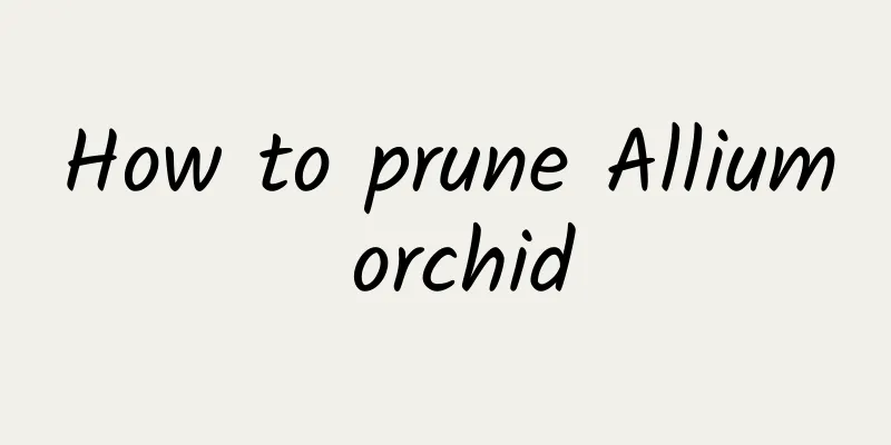 How to prune Allium orchid