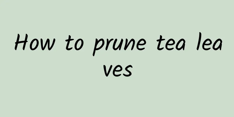 How to prune tea leaves