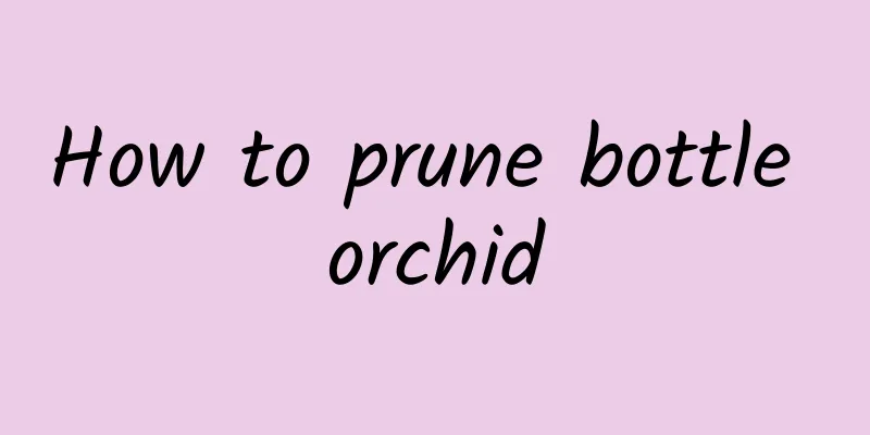 How to prune bottle orchid