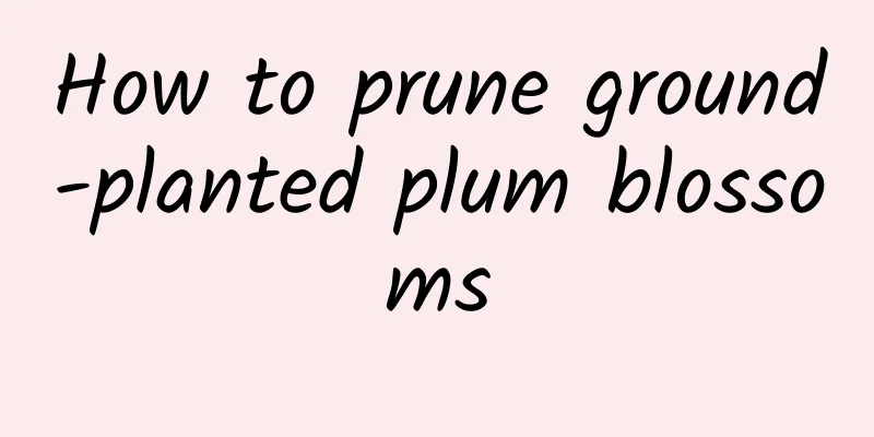 How to prune ground-planted plum blossoms