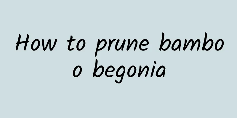 How to prune bamboo begonia