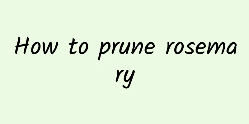 How to prune rosemary