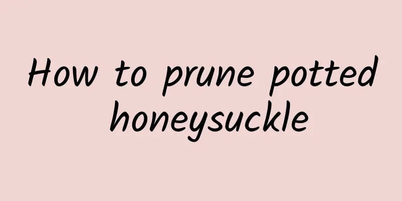 How to prune potted honeysuckle