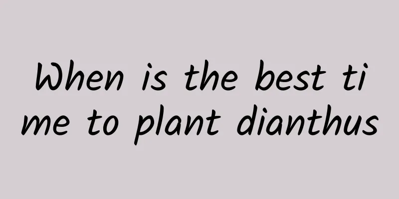 When is the best time to plant dianthus