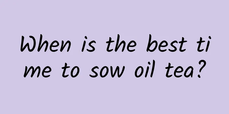 When is the best time to sow oil tea?