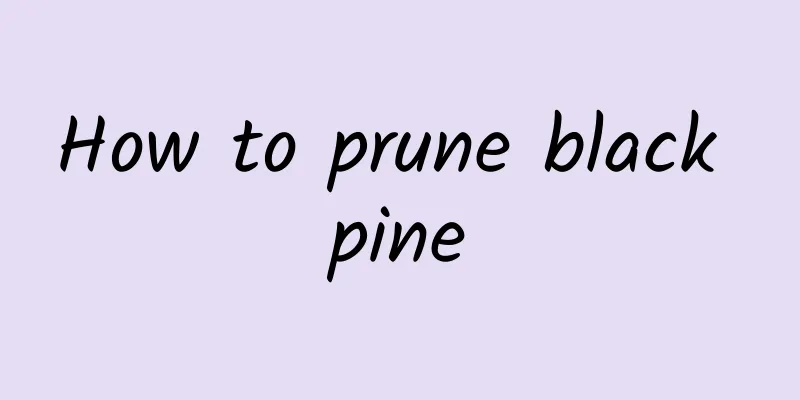 How to prune black pine