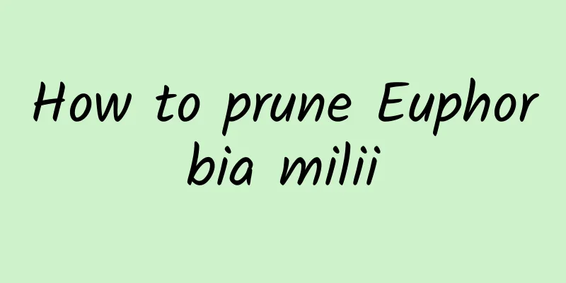 How to prune Euphorbia milii