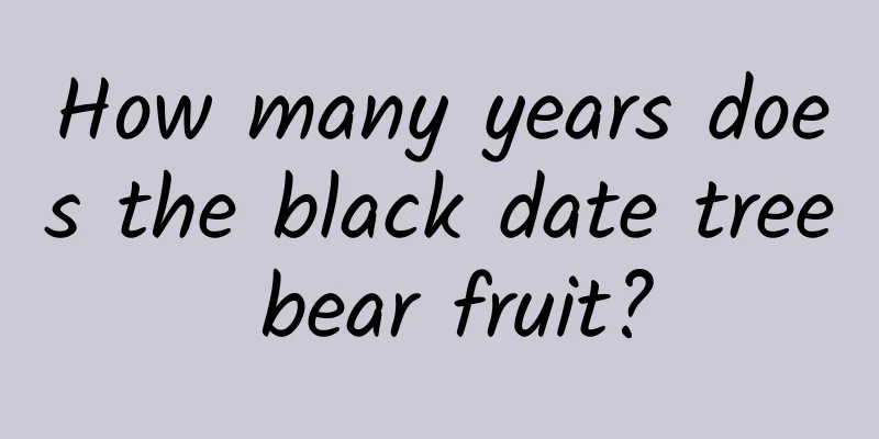 How many years does the black date tree bear fruit?