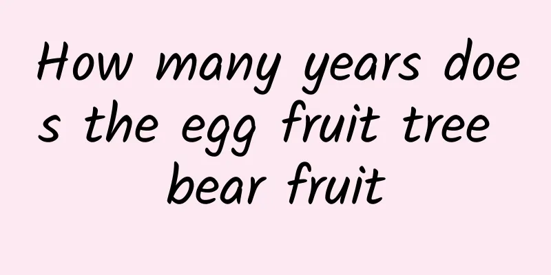 How many years does the egg fruit tree bear fruit