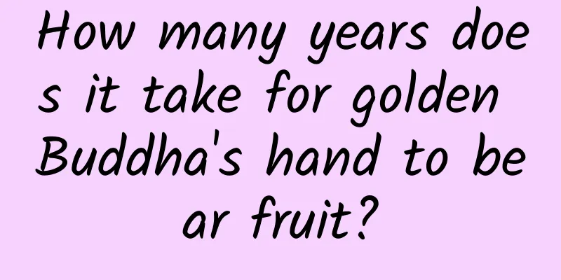How many years does it take for golden Buddha's hand to bear fruit?