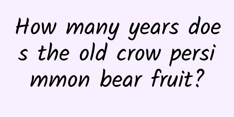 How many years does the old crow persimmon bear fruit?