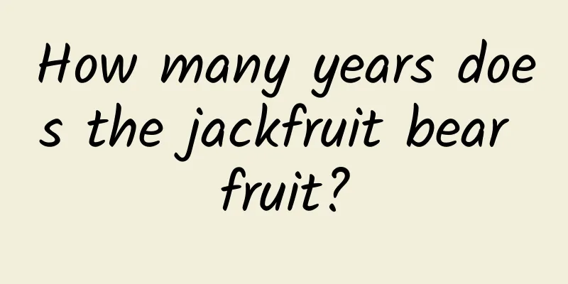 How many years does the jackfruit bear fruit?