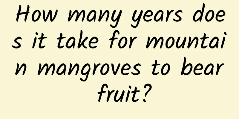 How many years does it take for mountain mangroves to bear fruit?