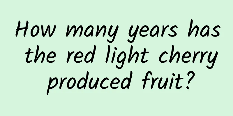 How many years has the red light cherry produced fruit?