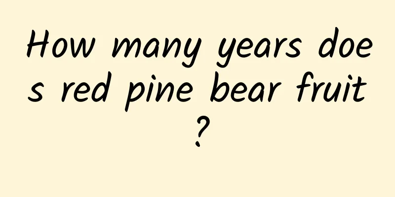 How many years does red pine bear fruit?