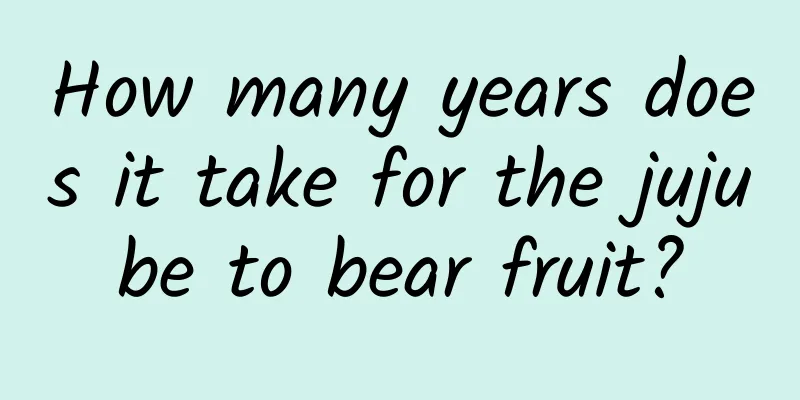 How many years does it take for the jujube to bear fruit?