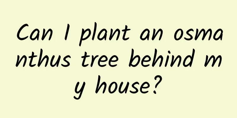 Can I plant an osmanthus tree behind my house?