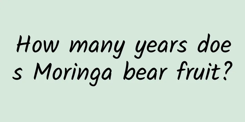 How many years does Moringa bear fruit?