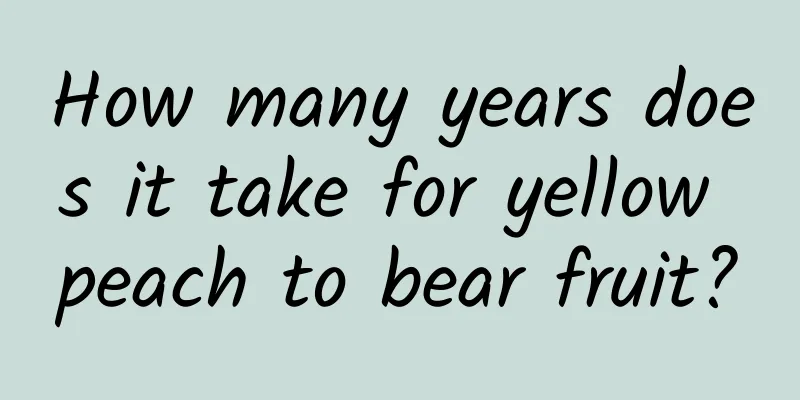 How many years does it take for yellow peach to bear fruit?