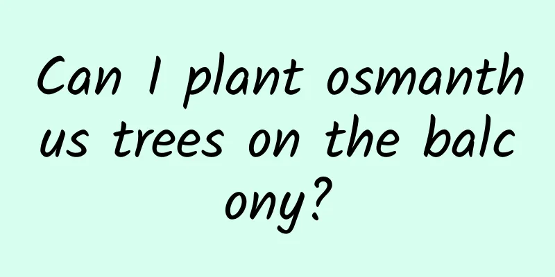 Can I plant osmanthus trees on the balcony?