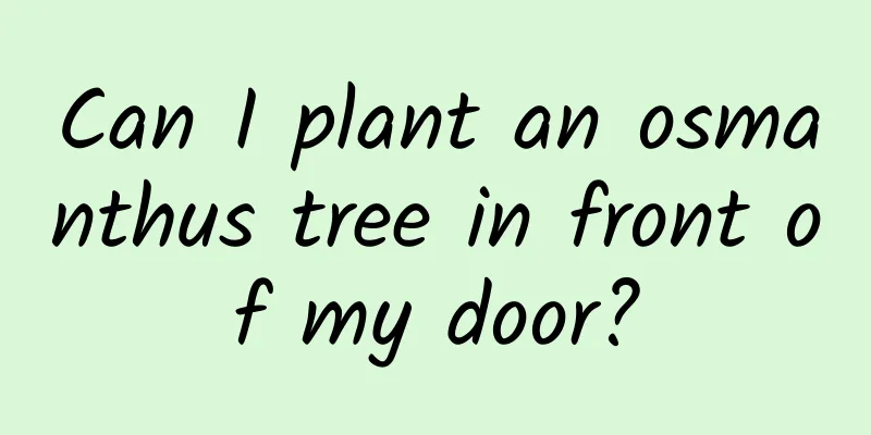 Can I plant an osmanthus tree in front of my door?