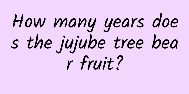 How many years does the jujube tree bear fruit?
