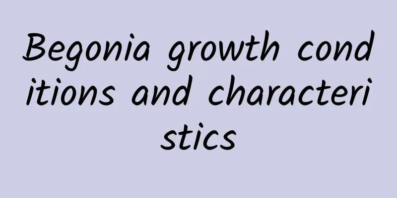Begonia growth conditions and characteristics