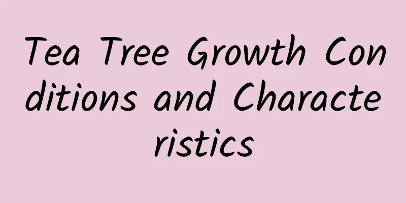 Tea Tree Growth Conditions and Characteristics