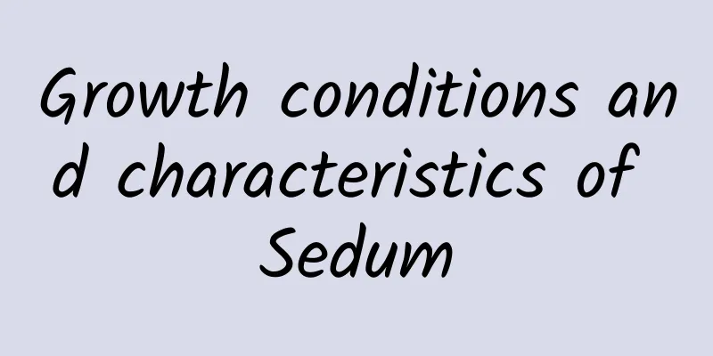 Growth conditions and characteristics of Sedum