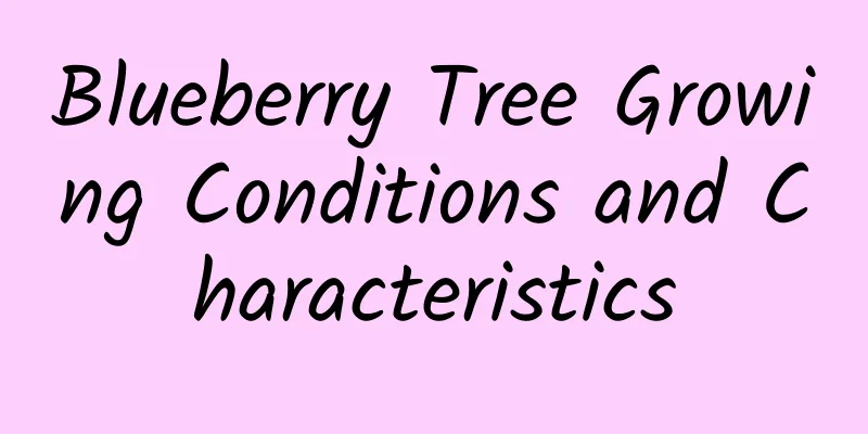 Blueberry Tree Growing Conditions and Characteristics