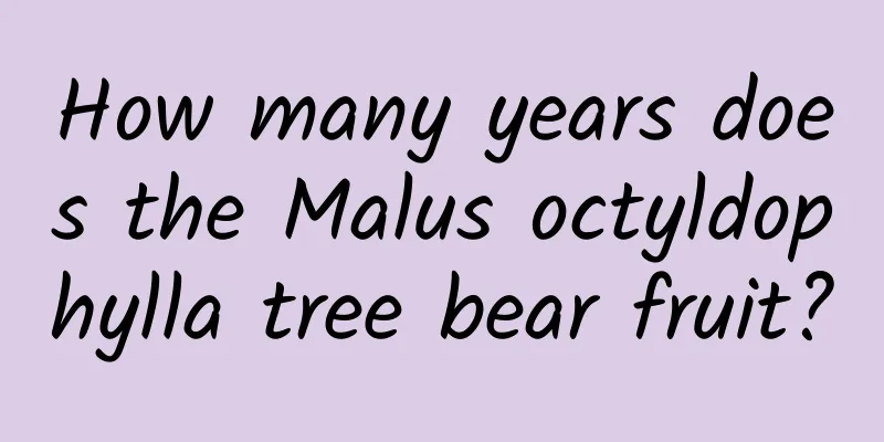 How many years does the Malus octyldophylla tree bear fruit?