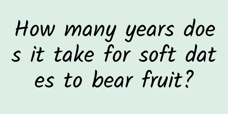 How many years does it take for soft dates to bear fruit?