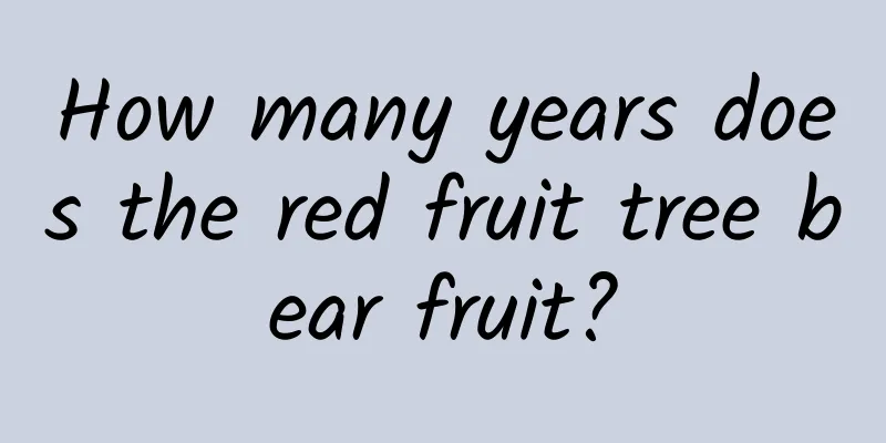 How many years does the red fruit tree bear fruit?