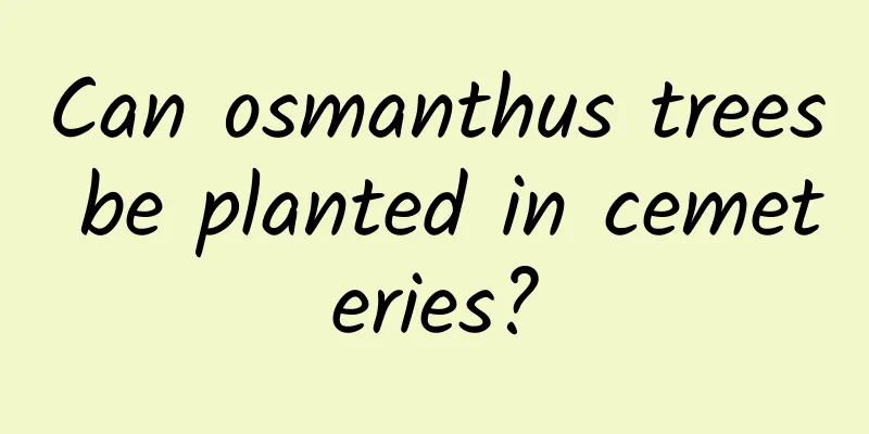 Can osmanthus trees be planted in cemeteries?
