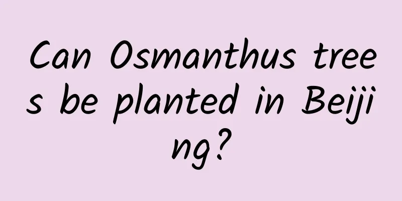 Can Osmanthus trees be planted in Beijing?